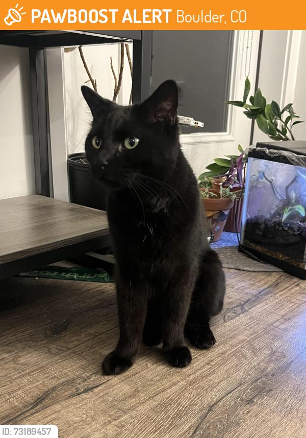 Found/Stray Female Cat last seen Near 2244 Goss Cir E, Boulder, CO 80302