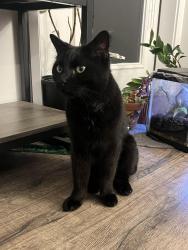 Found/Stray Female Cat last seen Near 2244 Goss Cir E, Boulder, CO 80302