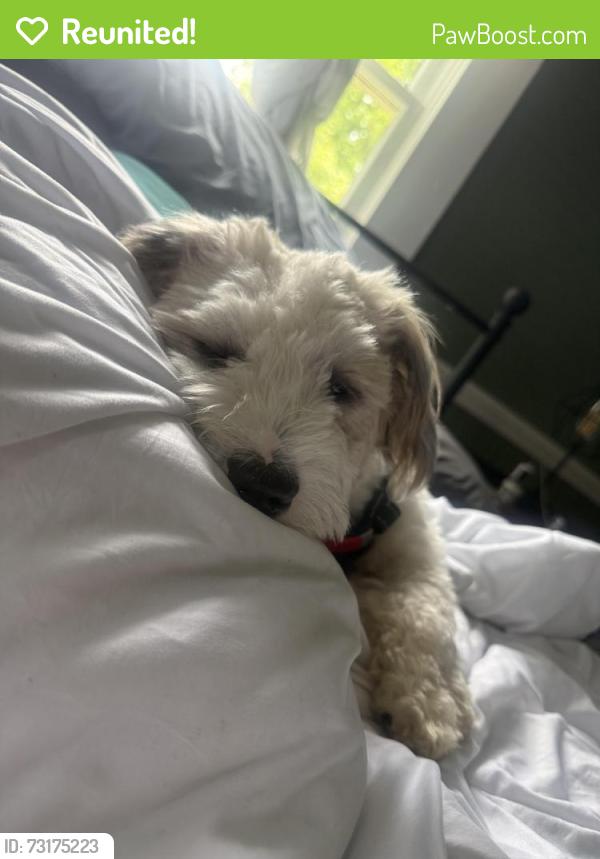 Reunited Male Dog last seen Waterstone park circle- cadence creek apmts, Hillsborough, NC 27278