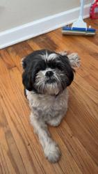 Lost Male Dog last seen E 22nd and Logan, Cheyenne, WY 82001