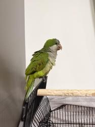 Lost Unknown Bird last seen Woodbridge School, Catonsville, MD 21228