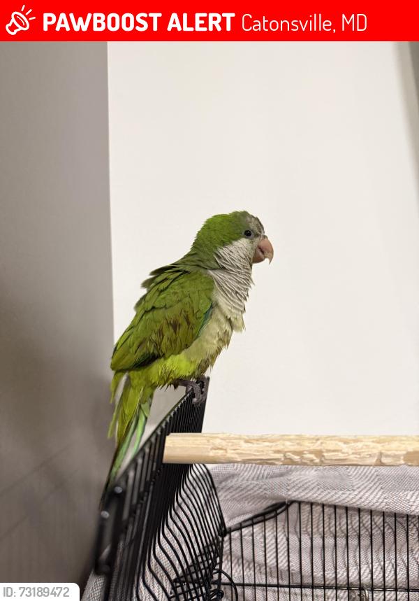 Lost Unknown Bird last seen Woodbridge School, Catonsville, MD 21228