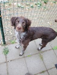 Lost Male Dog last seen Niles and Descanso, East Bakersfield, CA 93305