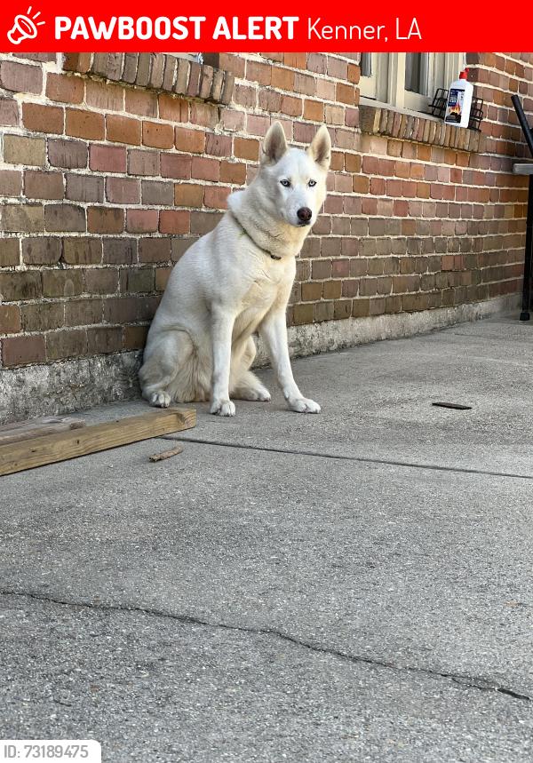 Lost Female Dog last seen Kenner Court hse on W Metairie and Williams, Kenner, LA 70062