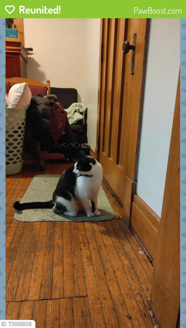 Reunited Female Cat last seen heath street block, Buffalo, NY 14214