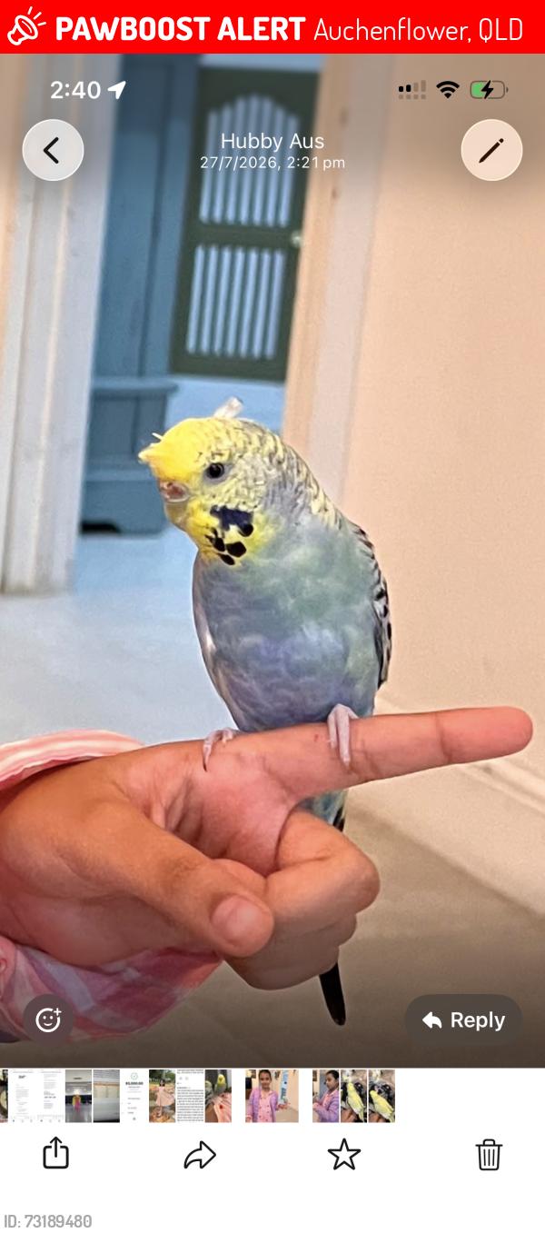 Lost Female Bird last seen Milton road, Auchenflower, Auchenflower, QLD 