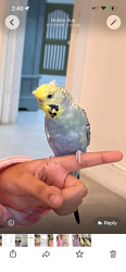 Lost Female Bird last seen Milton road, Auchenflower, Auchenflower, QLD 