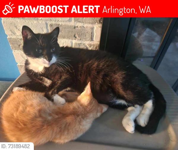 Lost Male Cat last seen Near 39th, Arlington, WA 98223