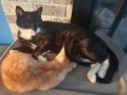 Lost Male Cat last seen Near 39th, Arlington, WA 98223