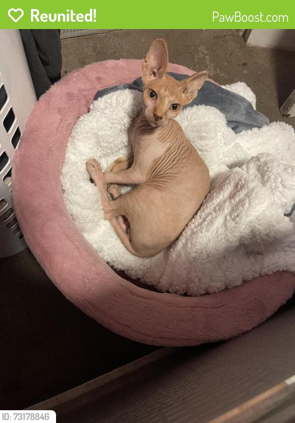 Reunited Male Cat last seen Near A st Oakland CA 94603, Oakland, CA 94603