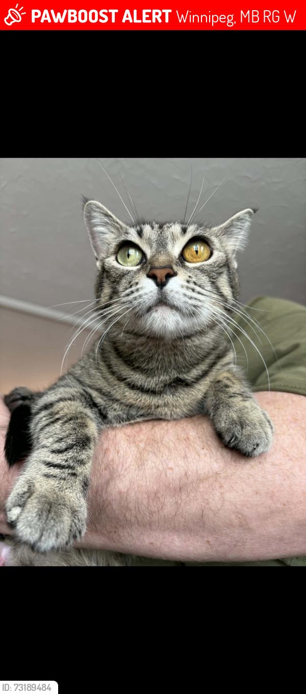 Lost Female Cat last seen Downed, Winnipeg, MB R2G 1W2