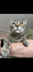 Lost Female Cat last seen Downed, Winnipeg, MB R2G 1W2