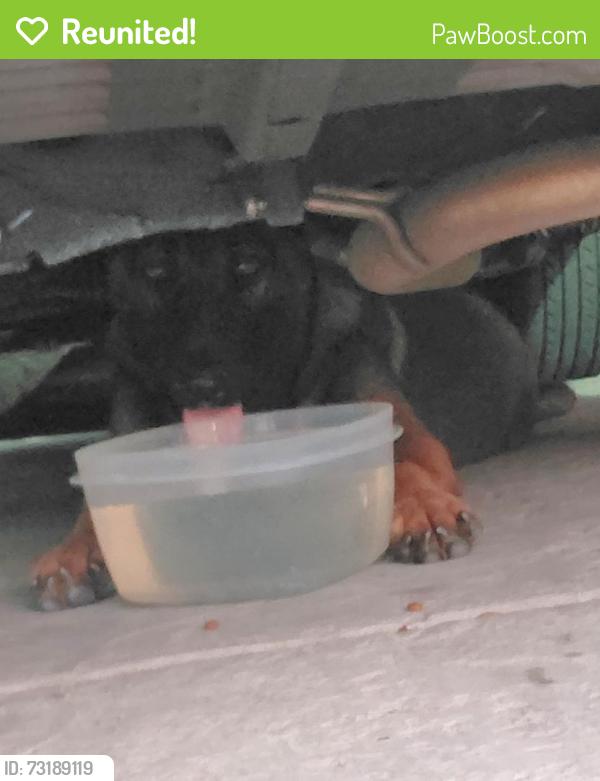 Reunited Unknown Dog last seen tamoshanter and 67th ave, Sacramento, CA 95822