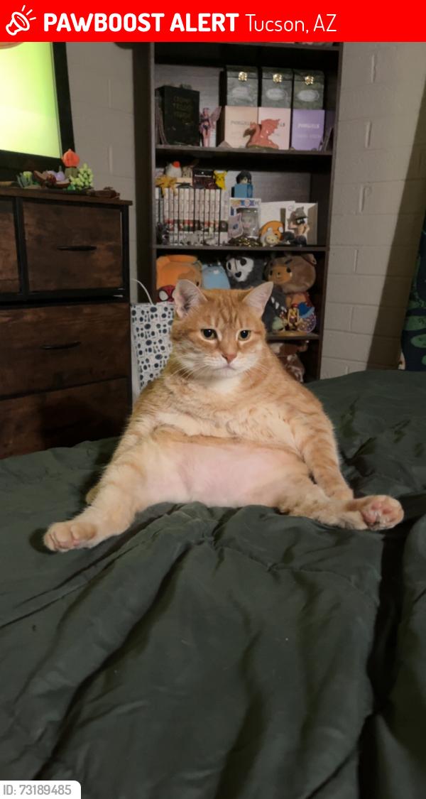Lost Female Cat last seen desert and glenn, Tucson, AZ 85712