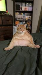 Lost Female Cat last seen desert and glenn, Tucson, AZ 85712