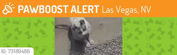 Found/Stray Unknown Cat last seen Mayflower n decatur, Las Vegas, NV 89107