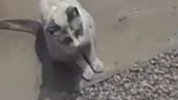 Found/Stray Unknown Cat last seen Mayflower n decatur, Las Vegas, NV 89107