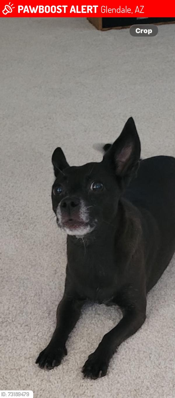 Lost Female Dog last seen Near w State Ave Glendale 85307, Glendale, AZ 85307