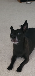 Lost Female Dog last seen Near w State Ave Glendale 85307, Glendale, AZ 85307