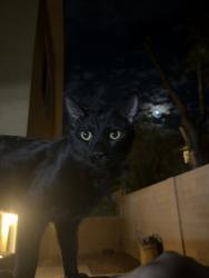 Found/Stray Unknown Cat last seen Entered in my back yard, Spring Valley, NV 89148