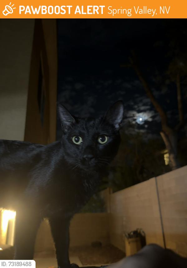 Found/Stray Unknown Cat last seen Entered in my back yard, Spring Valley, NV 89148
