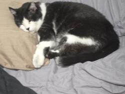 Lost Male Cat last seen Byron St. and Sacramento Ave, Chicago, IL 60618