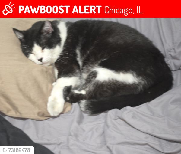 Lost Male Cat last seen Byron St. and Sacramento Ave, Chicago, IL 60618