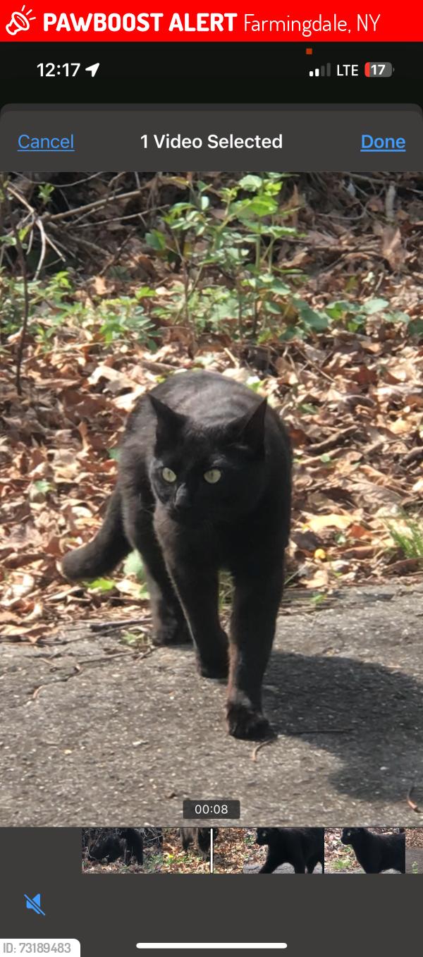 Lost Male Cat last seen Hemlock Drive, Farmingdale, NY 11735