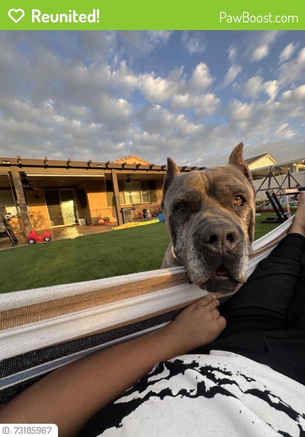 Reunited Male Dog last seen Near Settlement St, Menifee, CA 92585, USA, Menifee, CA 92585
