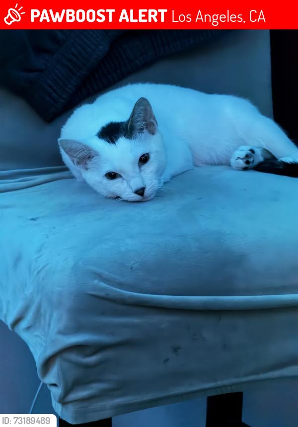 Lost Male Cat last seen Alvarado/temple, Los Angeles, CA 90026
