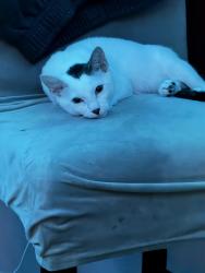 Lost Male Cat last seen Alvarado/temple, Los Angeles, CA 90026