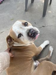 Reunited Male Dog last seen Sterling and pacific st, San Bernardino, CA 92410