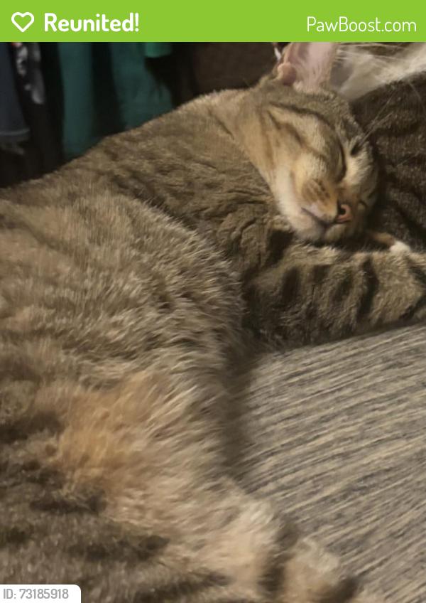 Reunited Male Cat last seen Mesa drive, North Richland Hills, TX 76182