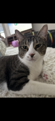 Reunited Male Cat last seen Near juniper berry dr Richmond tx 77407, Richmond, TX 77407