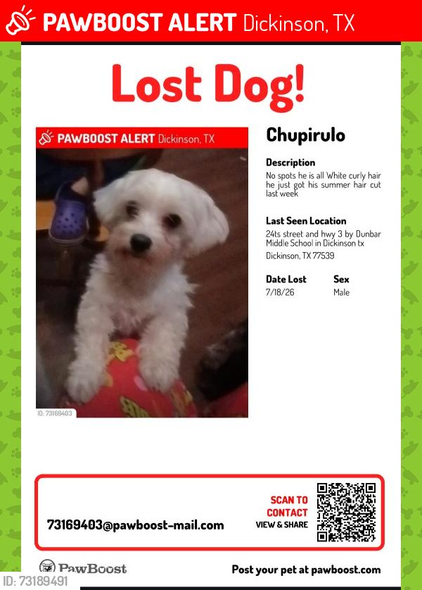 Lost Male Dog last seen 24th Street and Hwy 3 in Dickinson tx, Dickinson, TX 77539