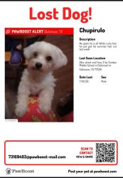 Lost Male Dog last seen 24th Street and Hwy 3 in Dickinson tx, Dickinson, TX 77539