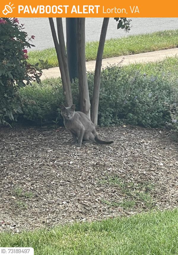 Found/Stray Unknown Cat last seen n/a, Lorton, VA 22079