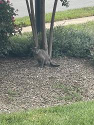 Found/Stray Unknown Cat last seen n/a, Lorton, VA 22079