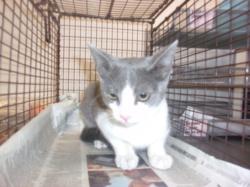 Shelter Stray Female Cat last seen , 14409 Vanowen St, Van Nuys, CA 91405, USA