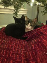 Reunited Male Cat last seen Pleasant Valley and Firewheel Parkway, Garland, TX 75040
