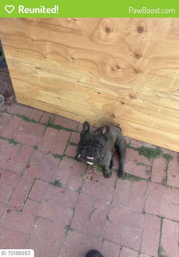 Reunited Male Dog last seen Blue lake dr, San Diego, CA 92119