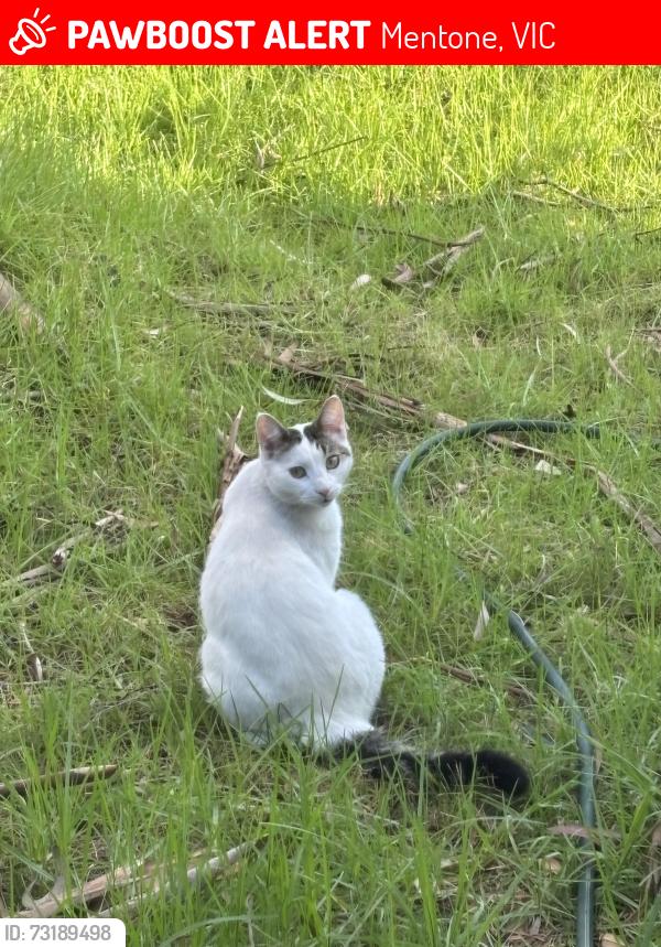 Lost Male Cat last seen Lower Dandenong rd, Mentone, VIC 3194