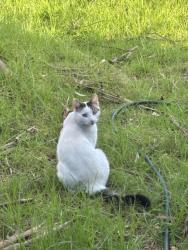 Lost Male Cat last seen Lower Dandenong rd, Mentone, VIC 3194
