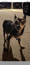 Reunited Male Dog last seen Hollenbeck Park, Covina, CA 91723