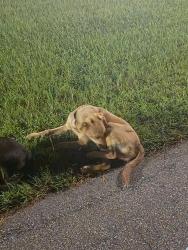 Found/Stray Male Dog last seen Near Inman St, Lumberton, NC 28358, Lumberton, NC 28358