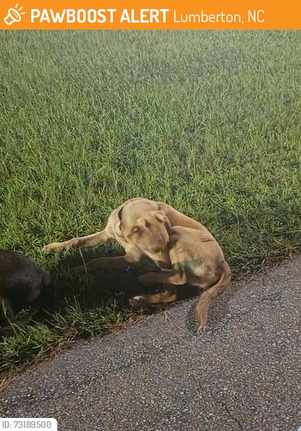 Found/Stray Male Dog last seen Near Inman St, Lumberton, NC 28358, Lumberton, NC 28358