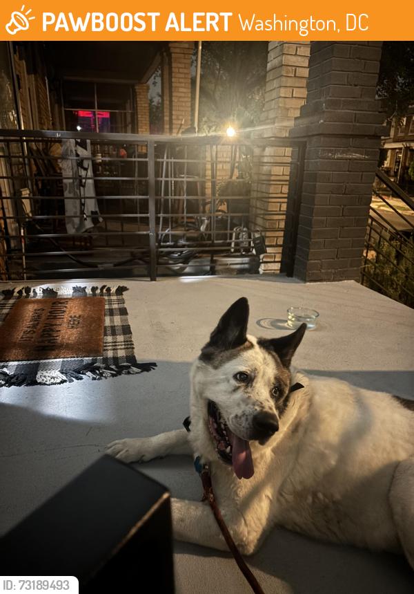 Found/Stray Unknown Dog last seen Trinidad Ave NE & Queen Street, Washington, DC 20002