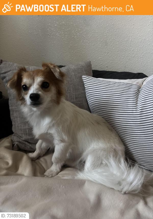 Found/Stray Female Dog last seen 132nd st & Yukon Ave., Hawthorne, CA 90250