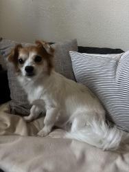 Found/Stray Female Dog last seen 132nd st & Yukon Ave., Hawthorne, CA 90250