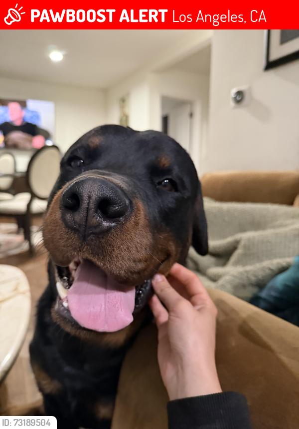 Lost Male Dog last seen Near Wissacet Ave, Los Angeles, CA 91304
